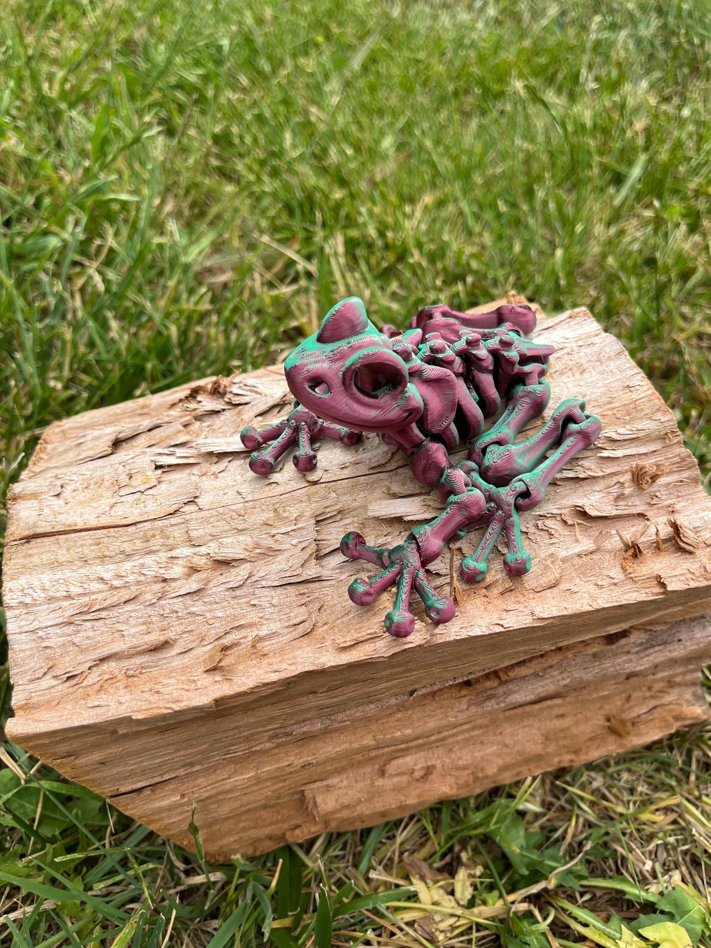 Frog skeleton