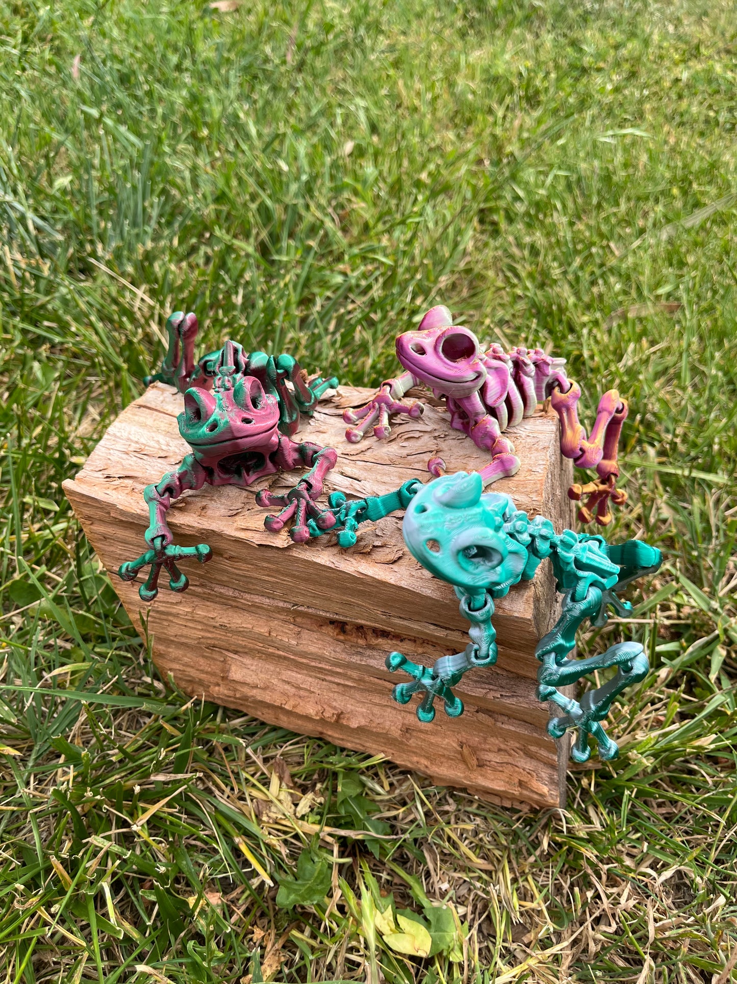 Frog skeleton