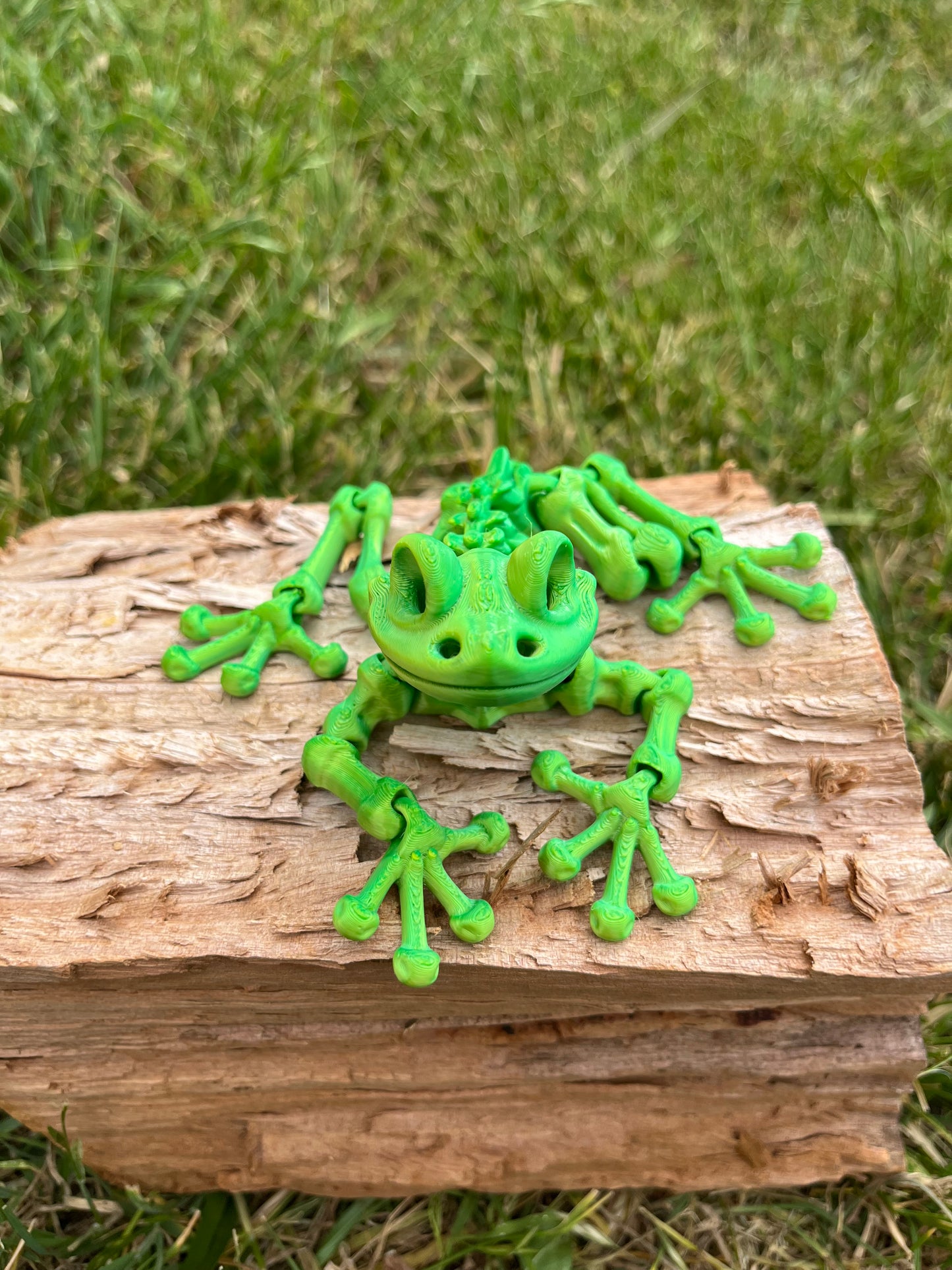 Frog skeleton