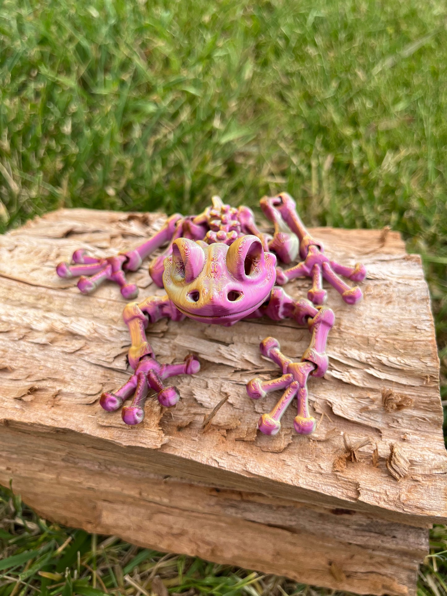 Frog skeleton
