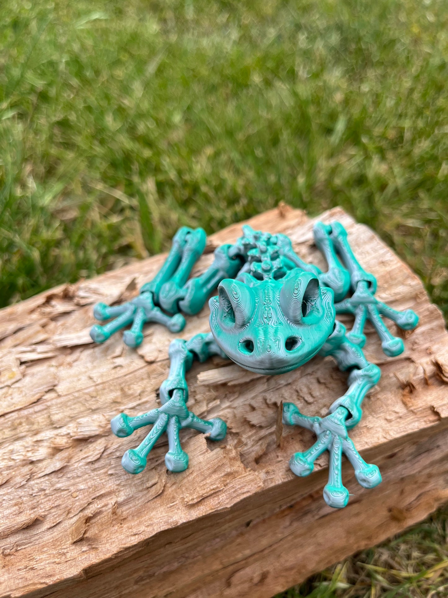Frog skeleton