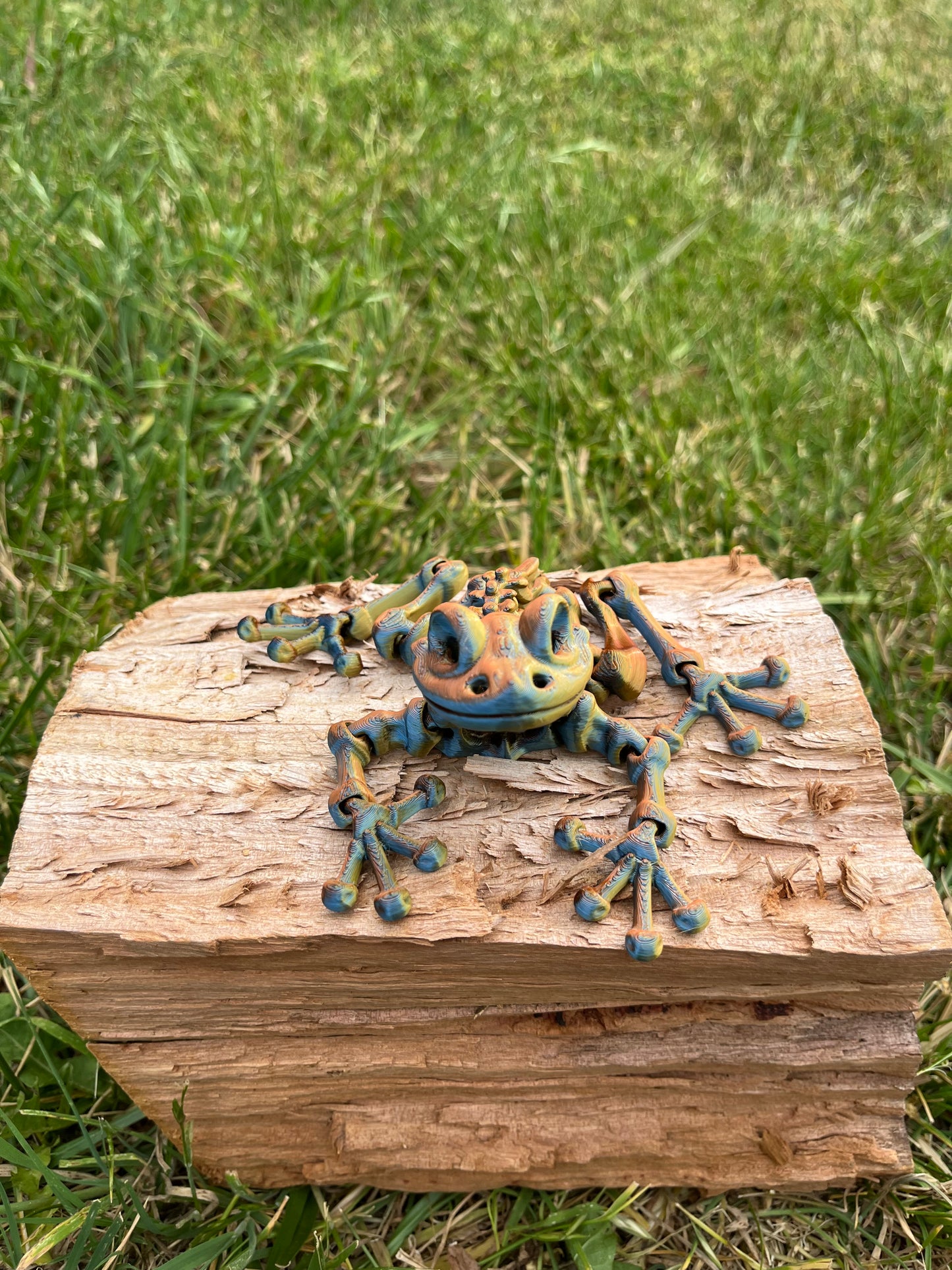 Frog skeleton