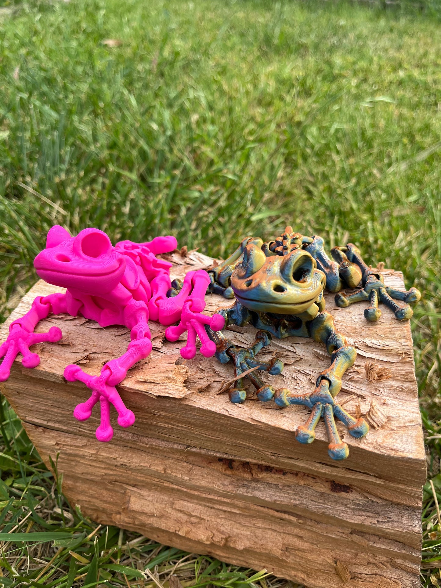 Frog skeleton