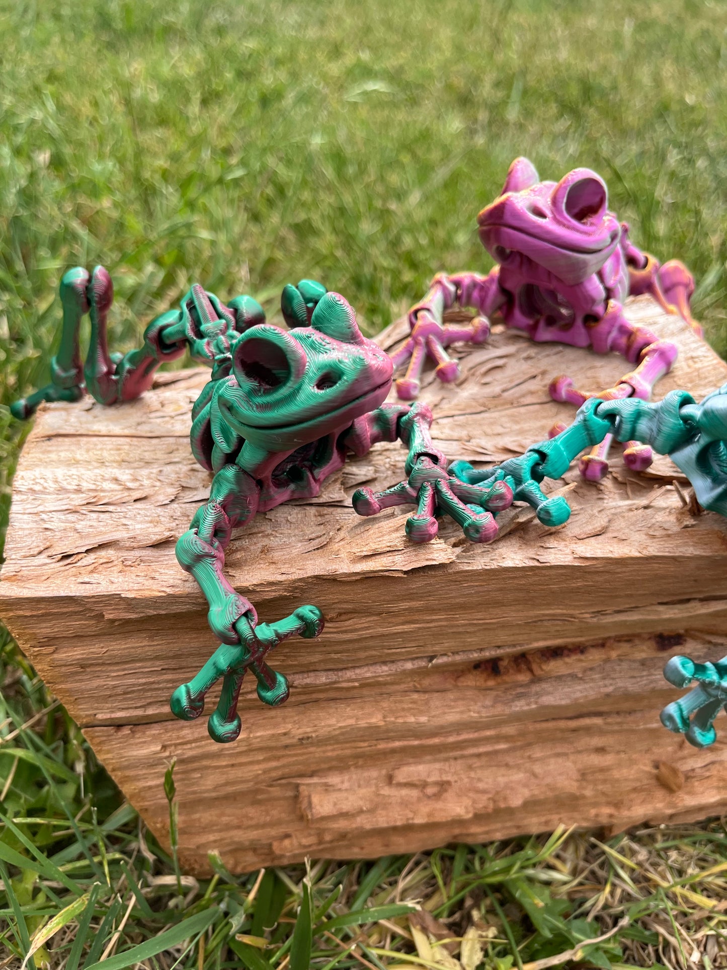 Frog skeleton