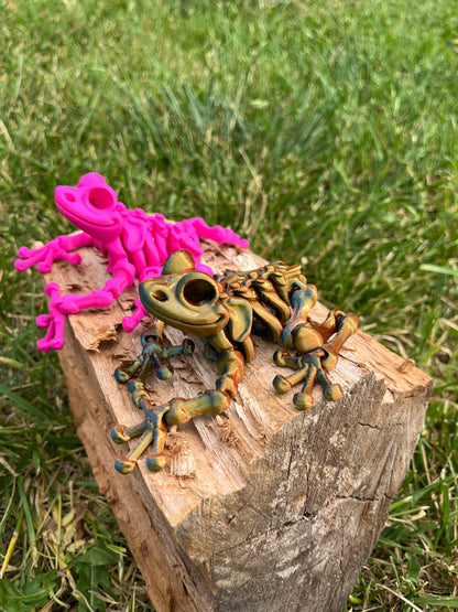 Frog skeleton